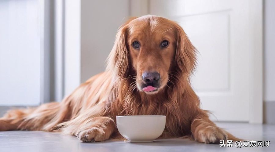 训练狗狗听话的技巧,狗狗接飞盘训练技巧