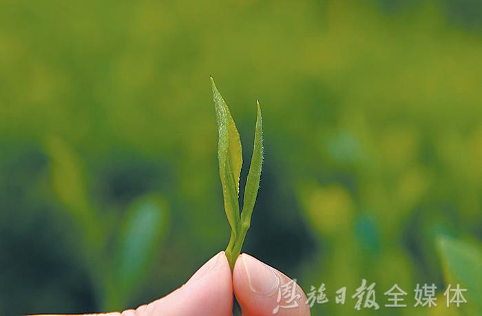 恩施硒茶品牌整合,恩施硒茶功效与作用