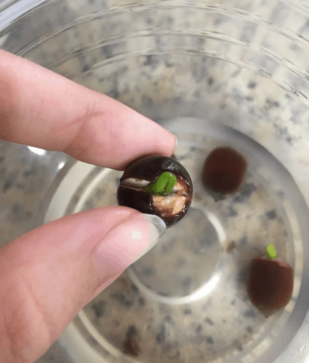 种植碗莲的时节,碗莲种植容器选择方法全过程