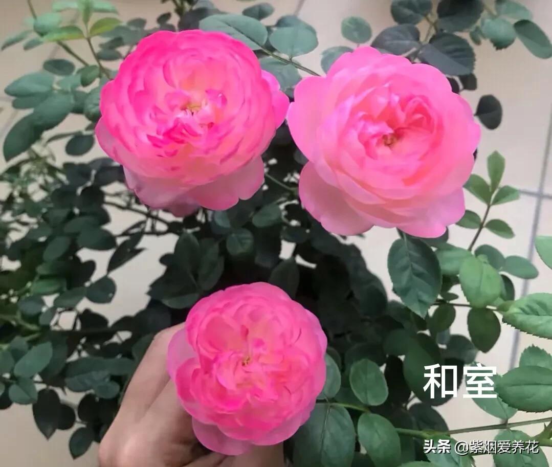 推荐一款漂亮的月季花,推荐好的月季品种