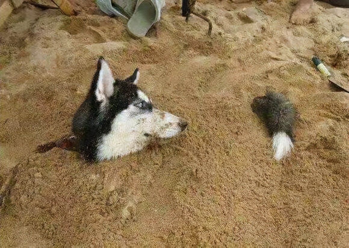 秦朝刑罚制度演变与发展,秦朝刑法残酷带来什么影响