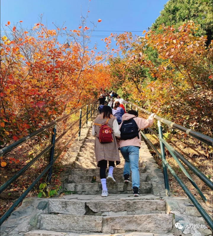 北京赏秋打卡地银杏大道,北京10条最值得打卡赏红叶线路