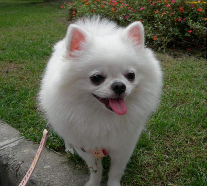 世界上最小的犬种排名,世界上最小的犬种是什么