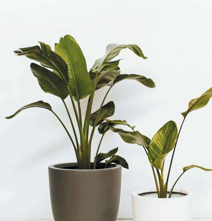 进阶为植物养殖高手必养的植物,20年种植经验告诉你多肉这样养