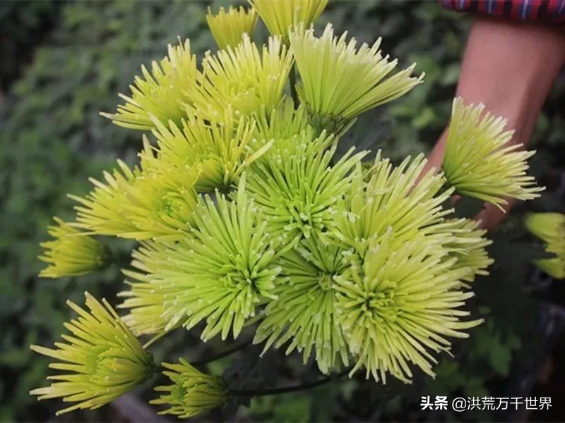 中国十大稀有珍贵菊花品种图片,一年四季开花的菊花有哪些品种