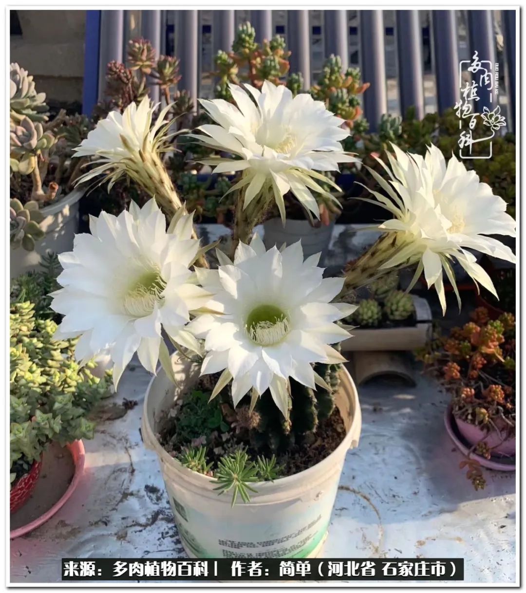 自从养了多肉以后视频,养多肉治愈生活中的疲惫和琐碎