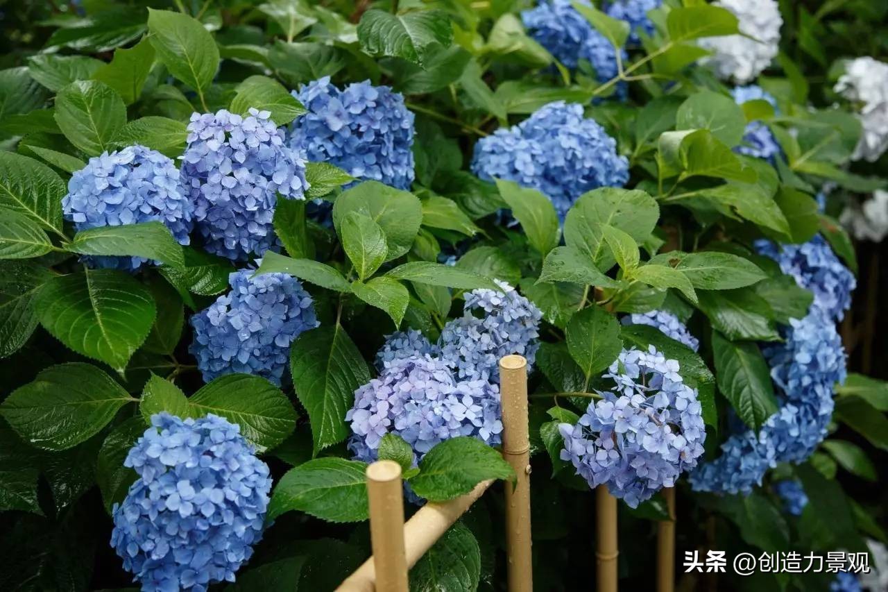 绣球花怎么浇水施肥,绣球花冬季怎么浇水最正确