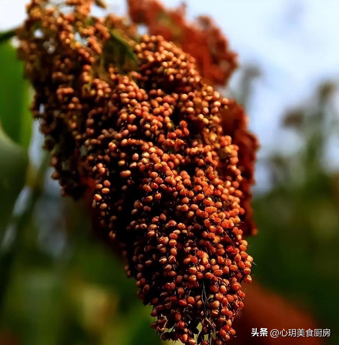 买白酒时酒瓶上有这几个字不要买,白酒瓶上有这四个字的千万别买