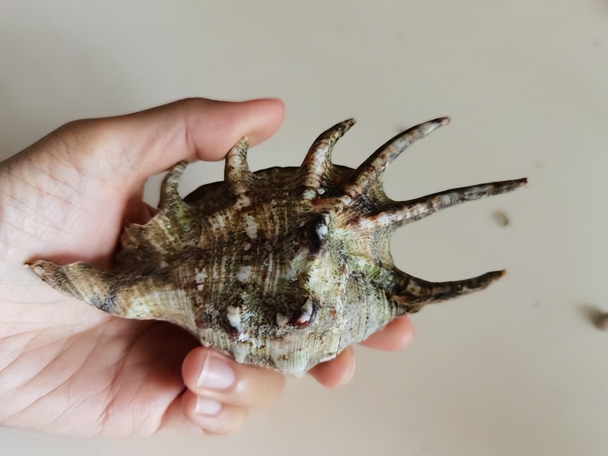 海南海鲜贝类有哪些,海南海鲜贝类