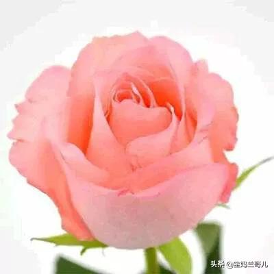 漂亮又特别的玫瑰花图片,特别漂亮的彩色玫瑰花图片