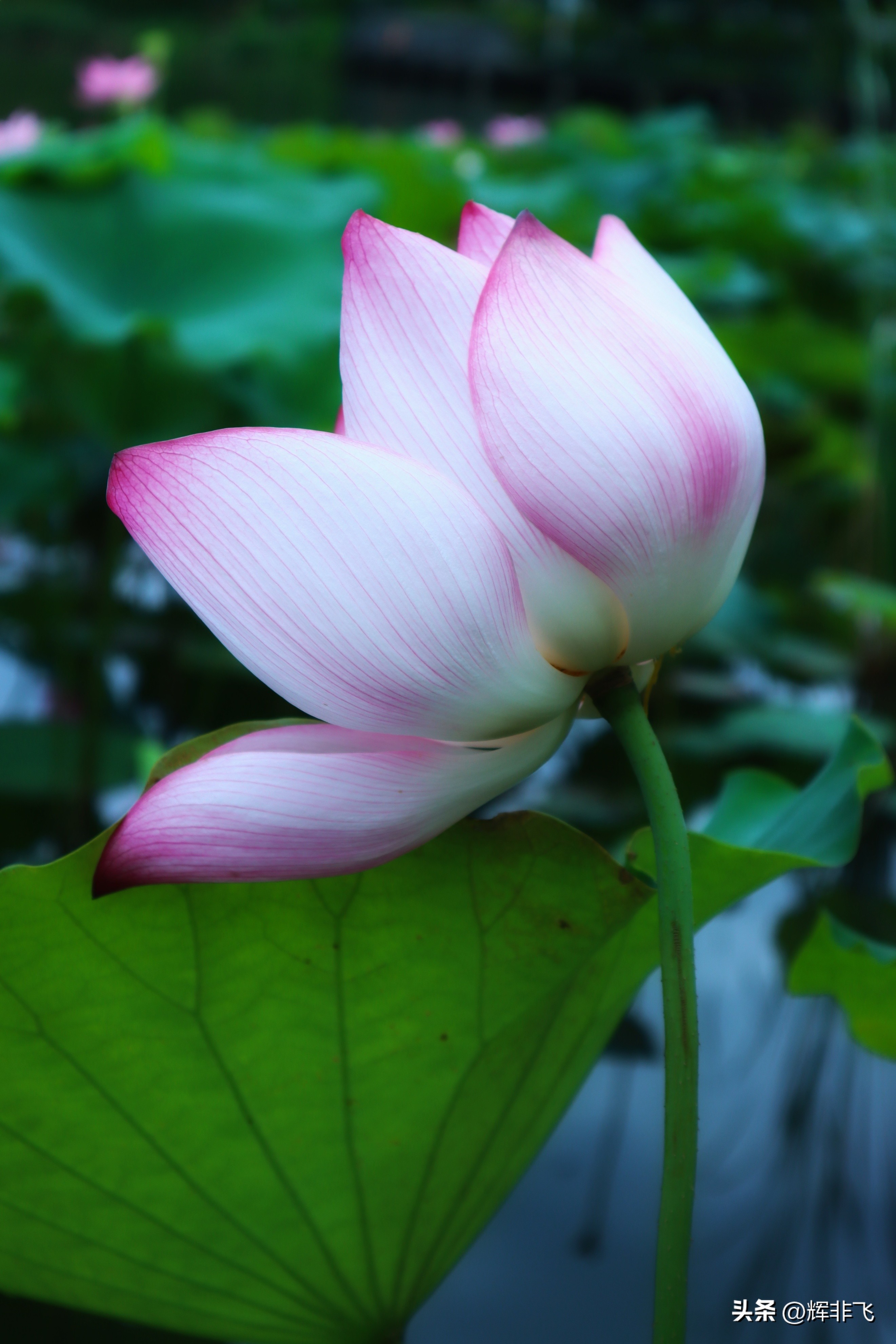 十首绝美的咏荷的词,写意最经典咏荷诗词