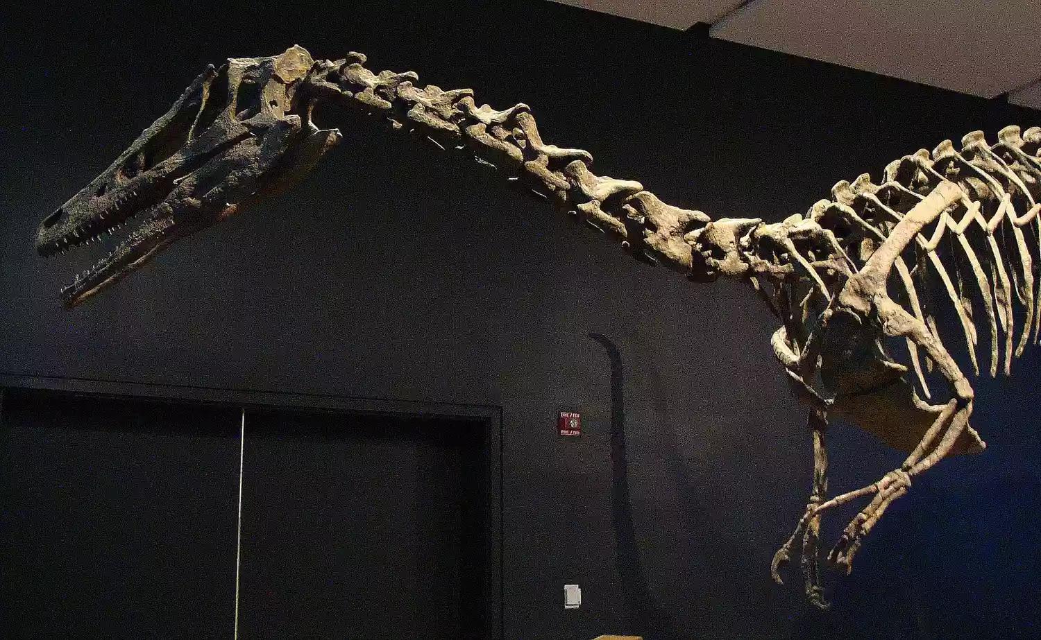 兽脚类恐龙的种类,raptor猛禽恐龙