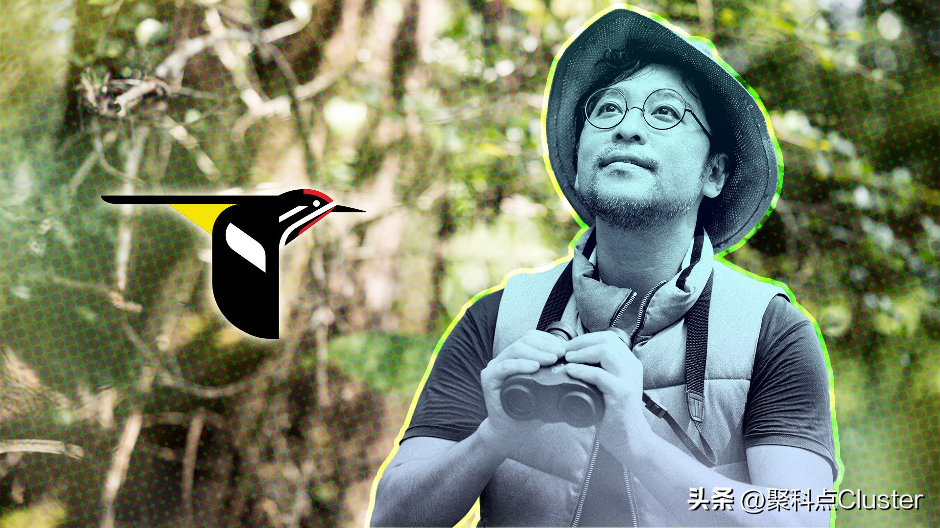 中国鸟类识别app,懂鸟全球鸟类识别app