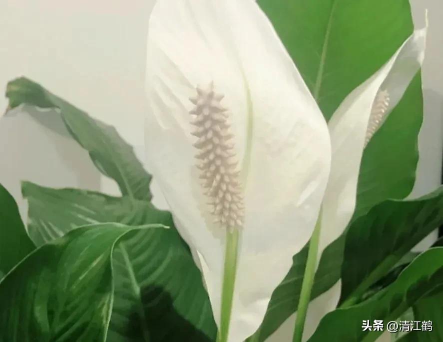 白鹤芋不开花别急着扔,“5步骤”矫正养护,叶子油绿花开不断