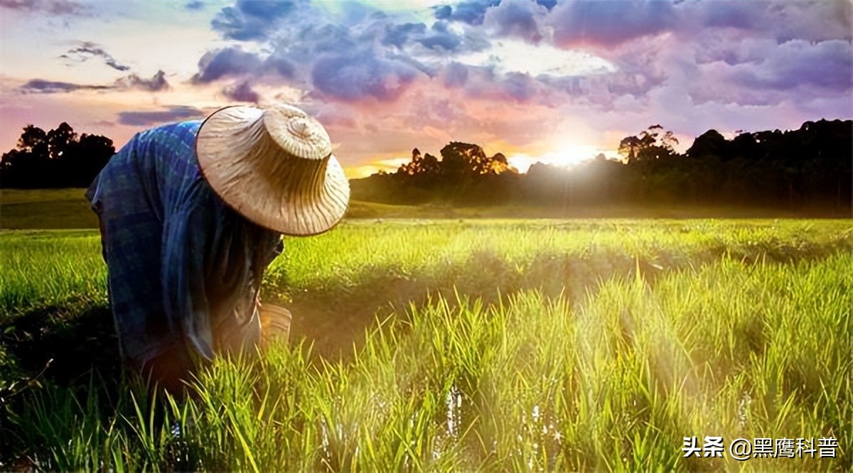 割青麦事件感想,割青麦做青饲料事件