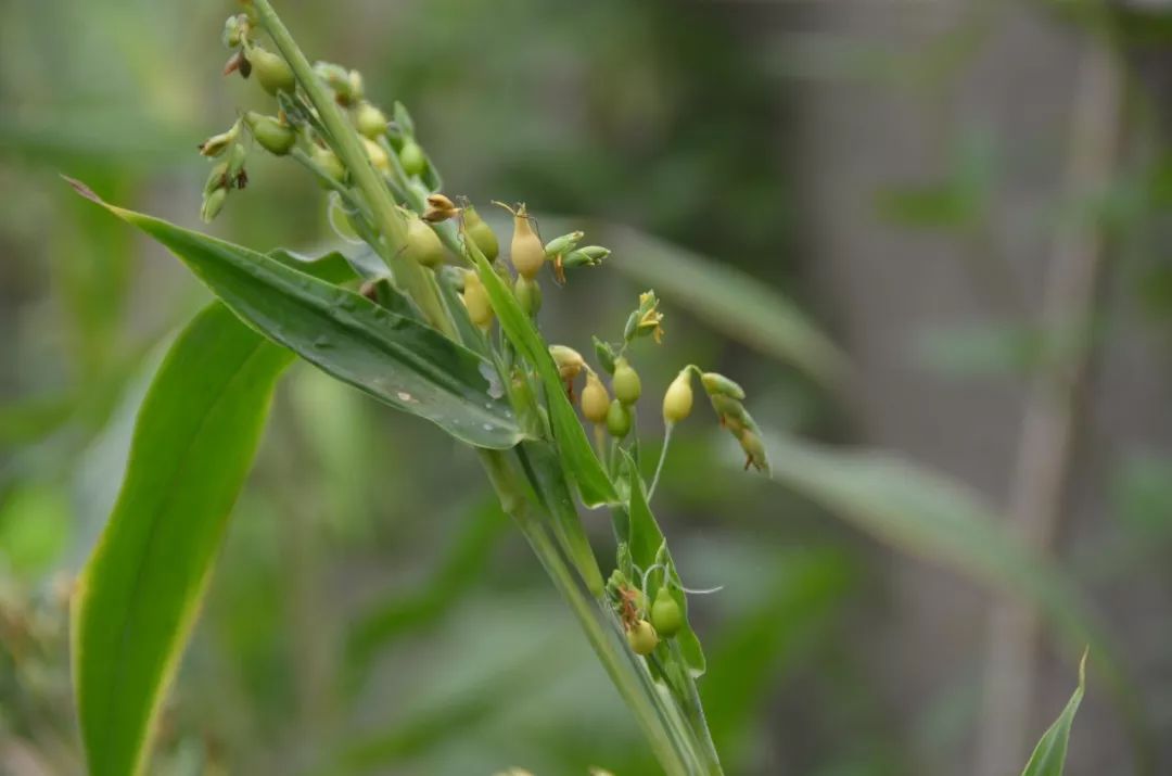 150种常见药用植物大全,150余种常见药用植物花期组图