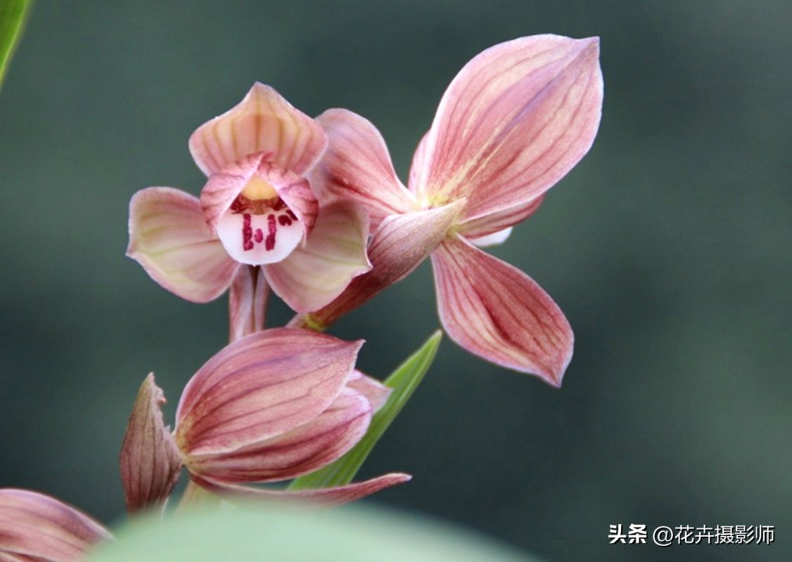 它被誉为是“荷瓣之王”，姿态娇媚，香气迷人，是春剑中天花板