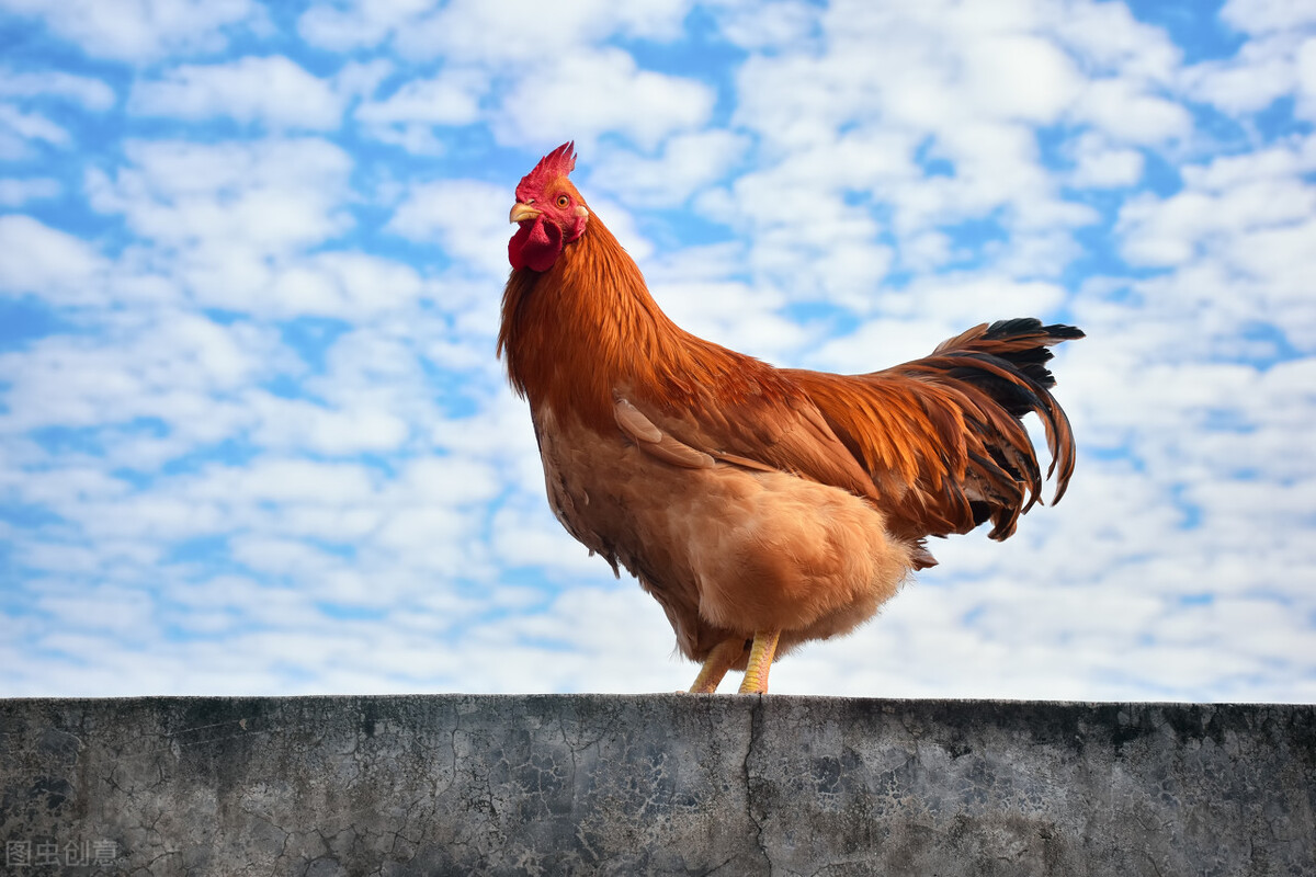 公鸡啄人的真相：公鸡看到的你十分欠啄，人越漂亮越容易中招