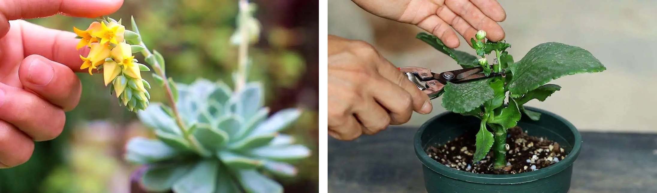 风云四季无余乐，一片痴情寄绿园，哪些往事让养花大叔最常追忆？