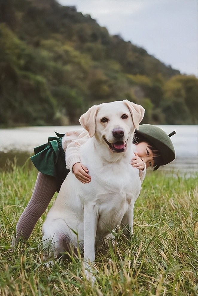 最好看的狗狗金毛,盘点最礼貌的狗狗金毛