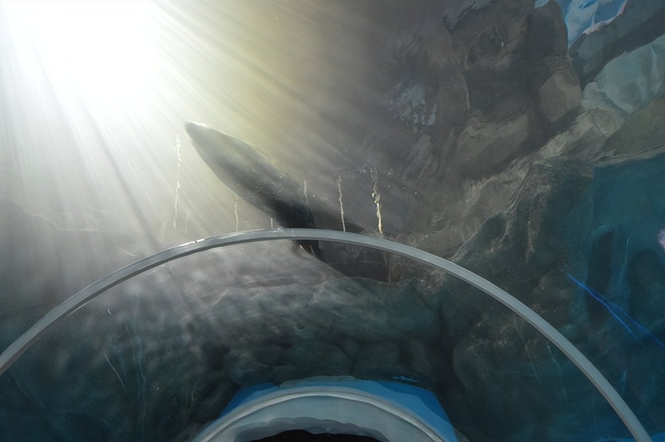 玩的就是心跳香港海洋公园,香港海洋公园经典