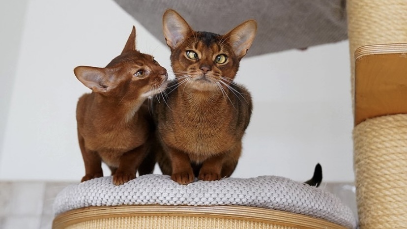 猫咪打喷嚏鼻子一直噗嗤噗嗤,猫咪打喷嚏鼻子有炎症怎么治