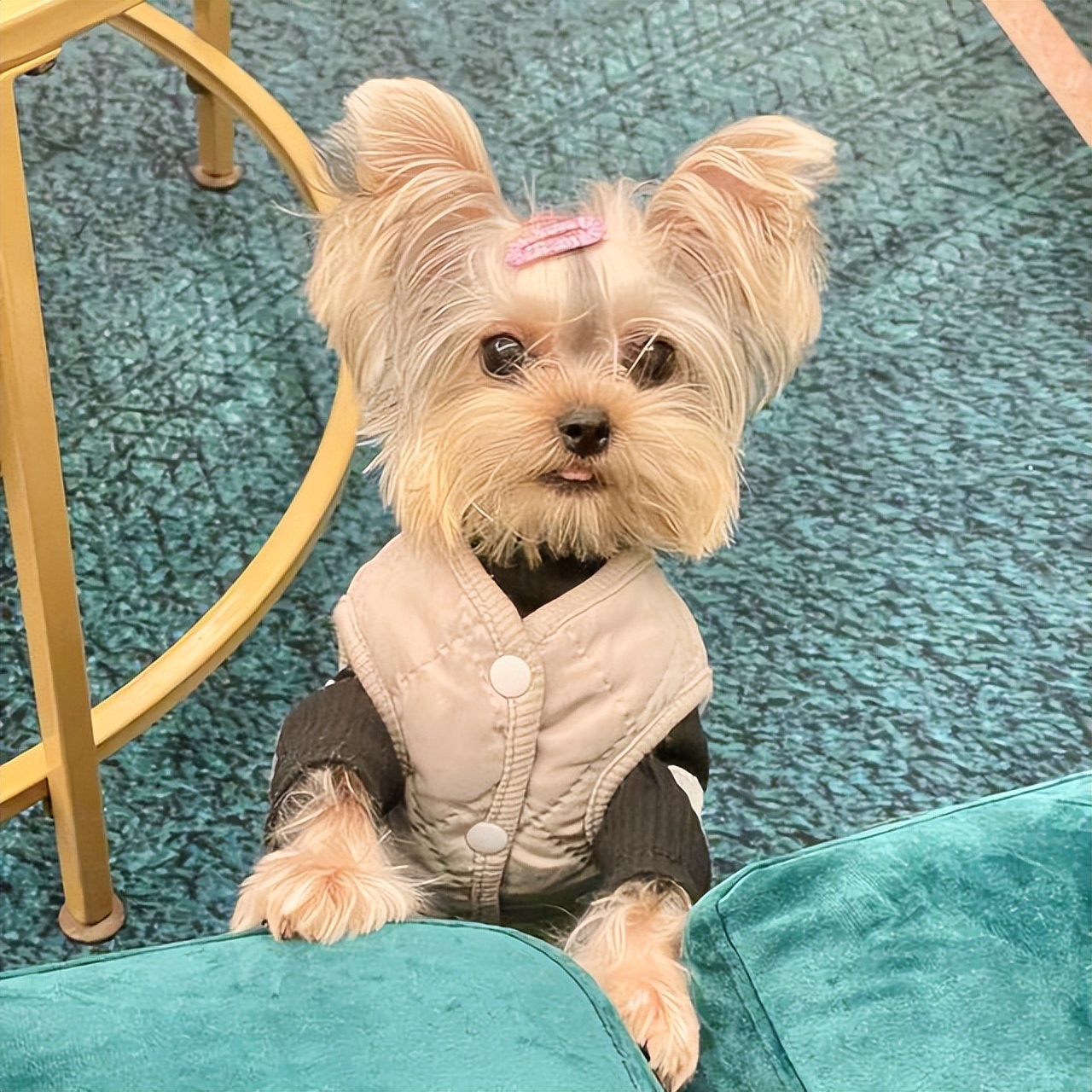 最适合懒人养的狗约克夏,养狗就养约克夏