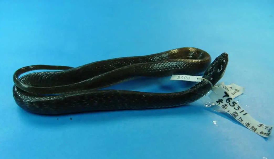 蛇类大全图鉴,蛇类大全