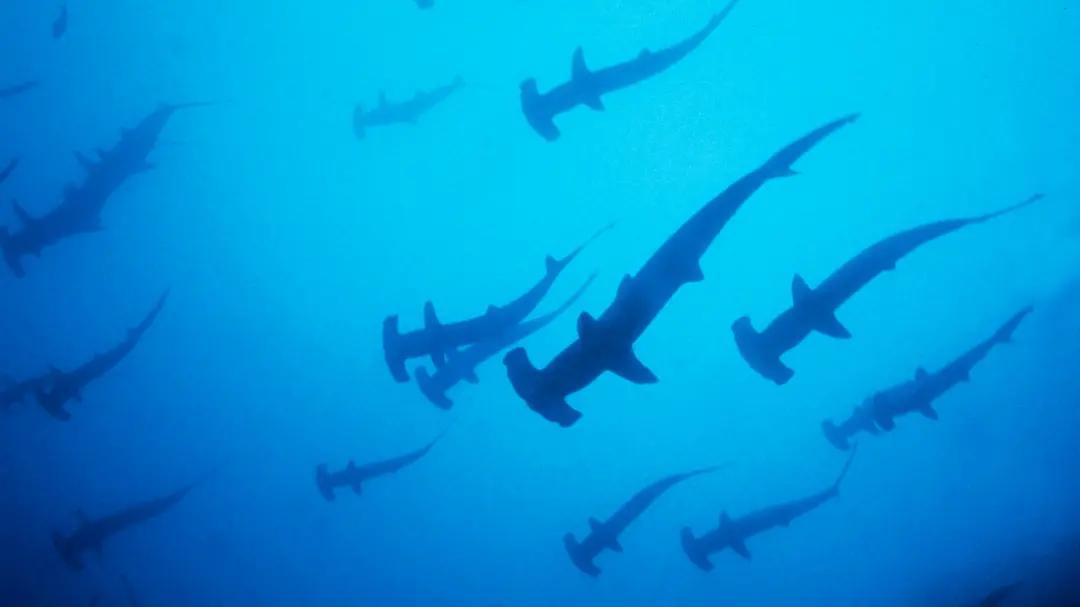 唤醒孩子内驱力的4部神级纪录片,励志纪录片推荐适合小学生