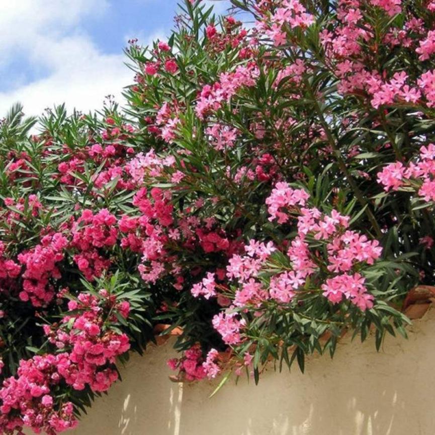 迪拜适合养什么植物,迪拜常见花草