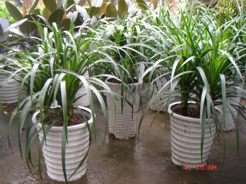 寿命最长的植物盆栽,适合北方庭院种植的耐旱花木盆栽