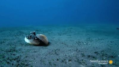 章鱼智商有多可怕,章鱼是外星生物吗西瓜视频