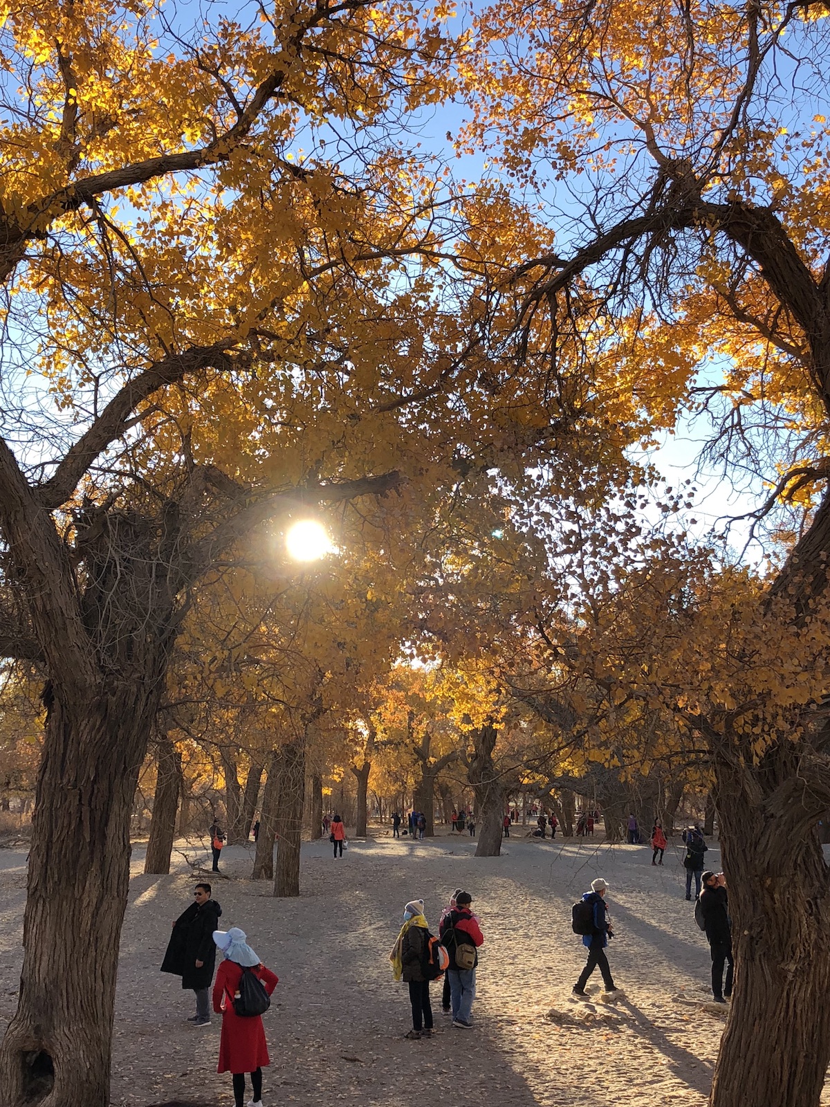 北京自驾额济纳胡杨林十天攻略,从北京到额济纳胡杨林线路