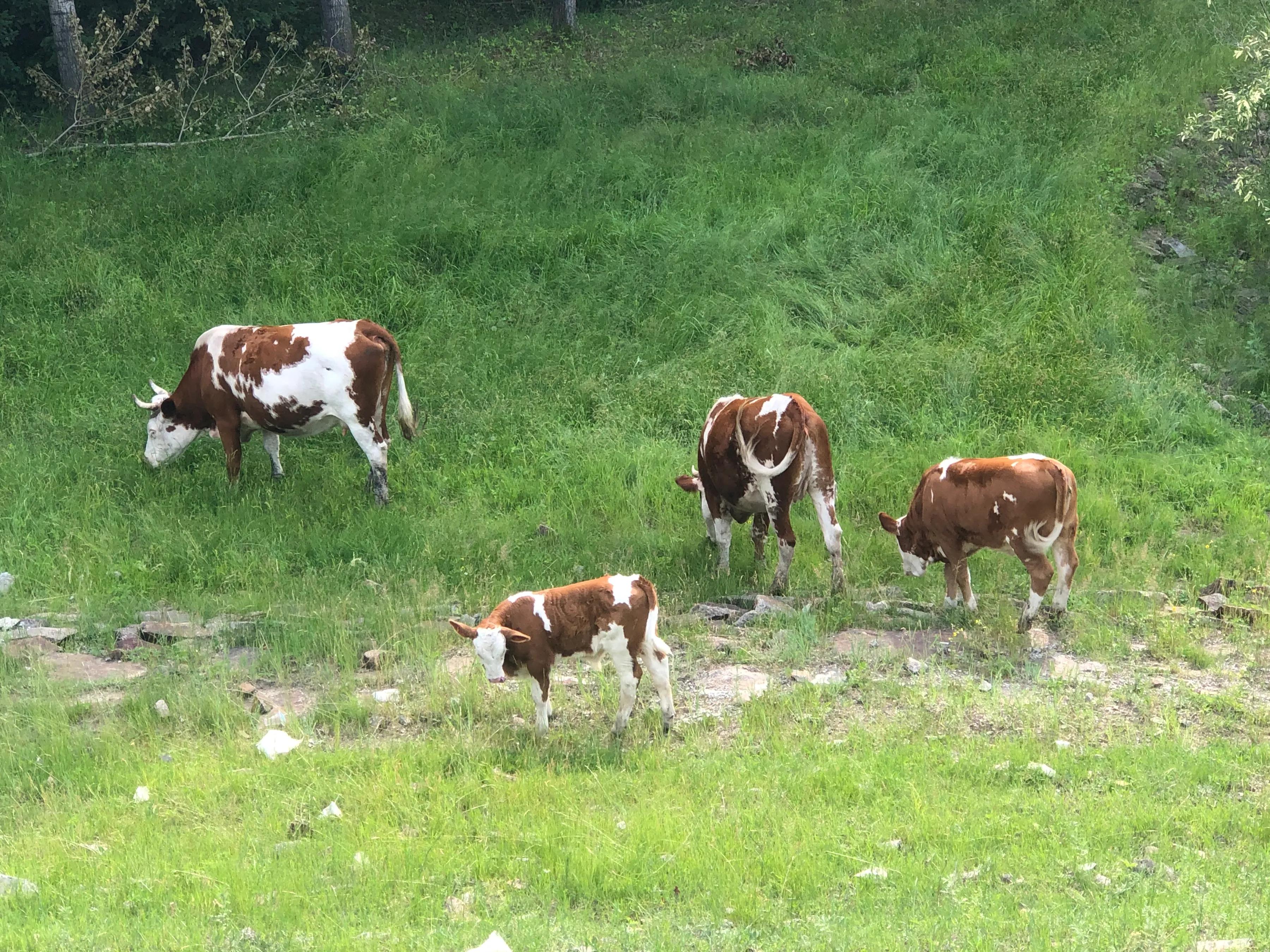 牛之道馅饼,牛之道特色