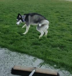 哈士奇搞笑视频笑死人二哈,哈士奇二哈的搞怪日常