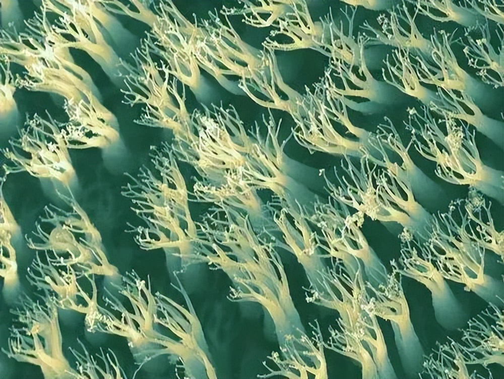 壁虎是益虫吗对人有伤害吗,壁虎毒性不大为什么列为五毒