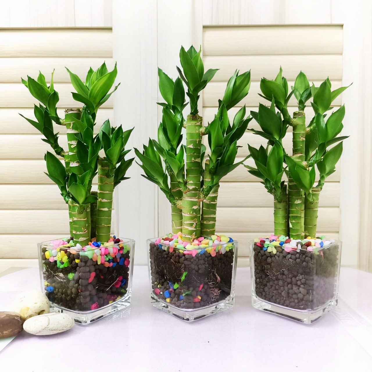 富贵竹养单不养双有这一说法吗,为什么富贵竹不可以乱养