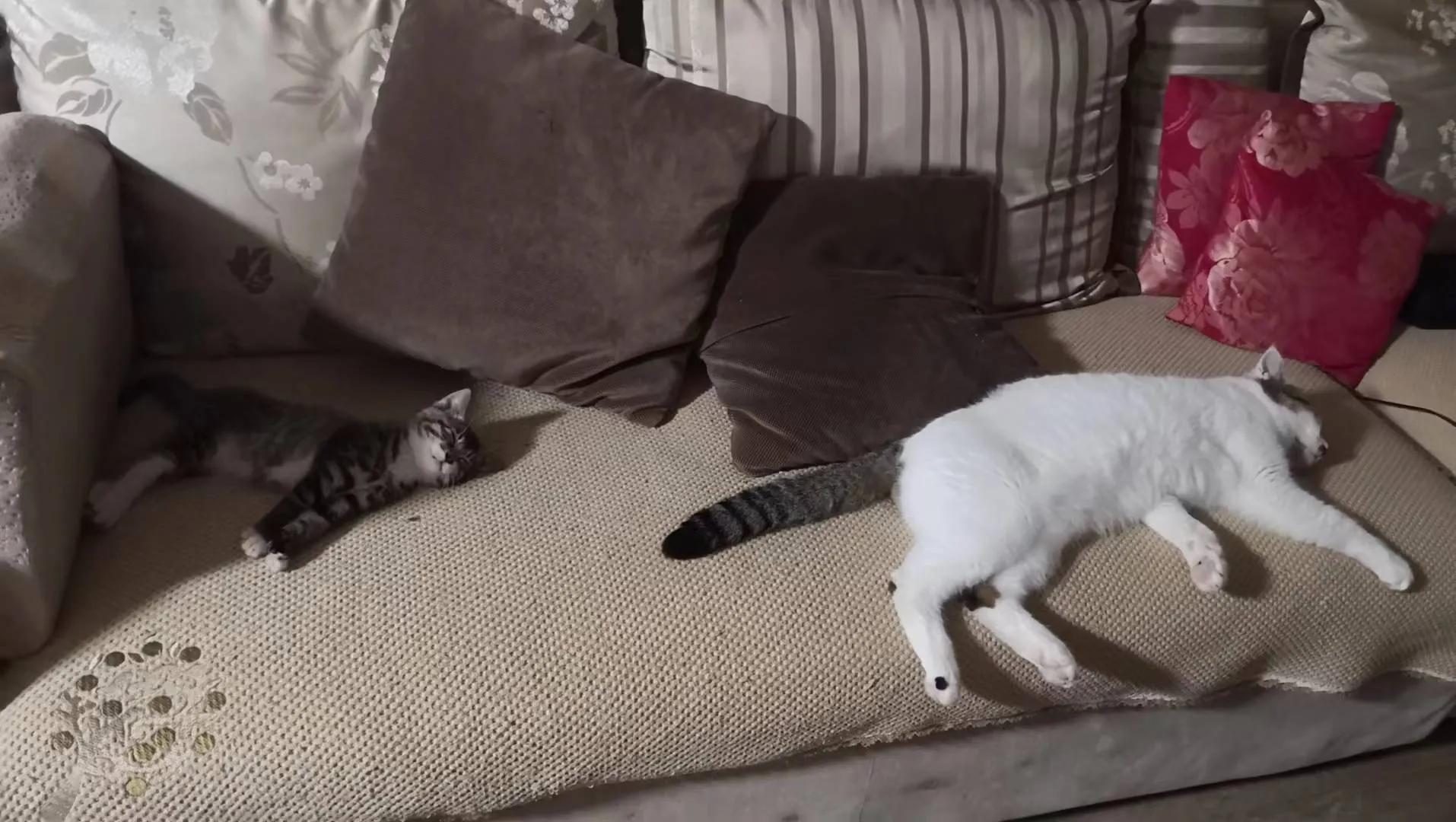 家里来了新“成员”～～“可乐”（连载）