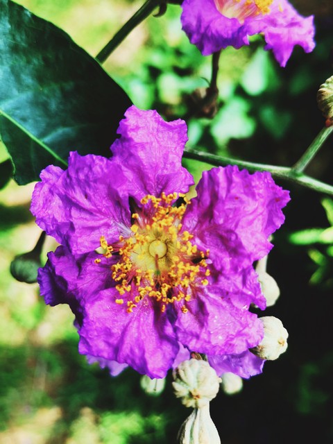 紫薇都市田园直播,紫薇都市田园好玩吗