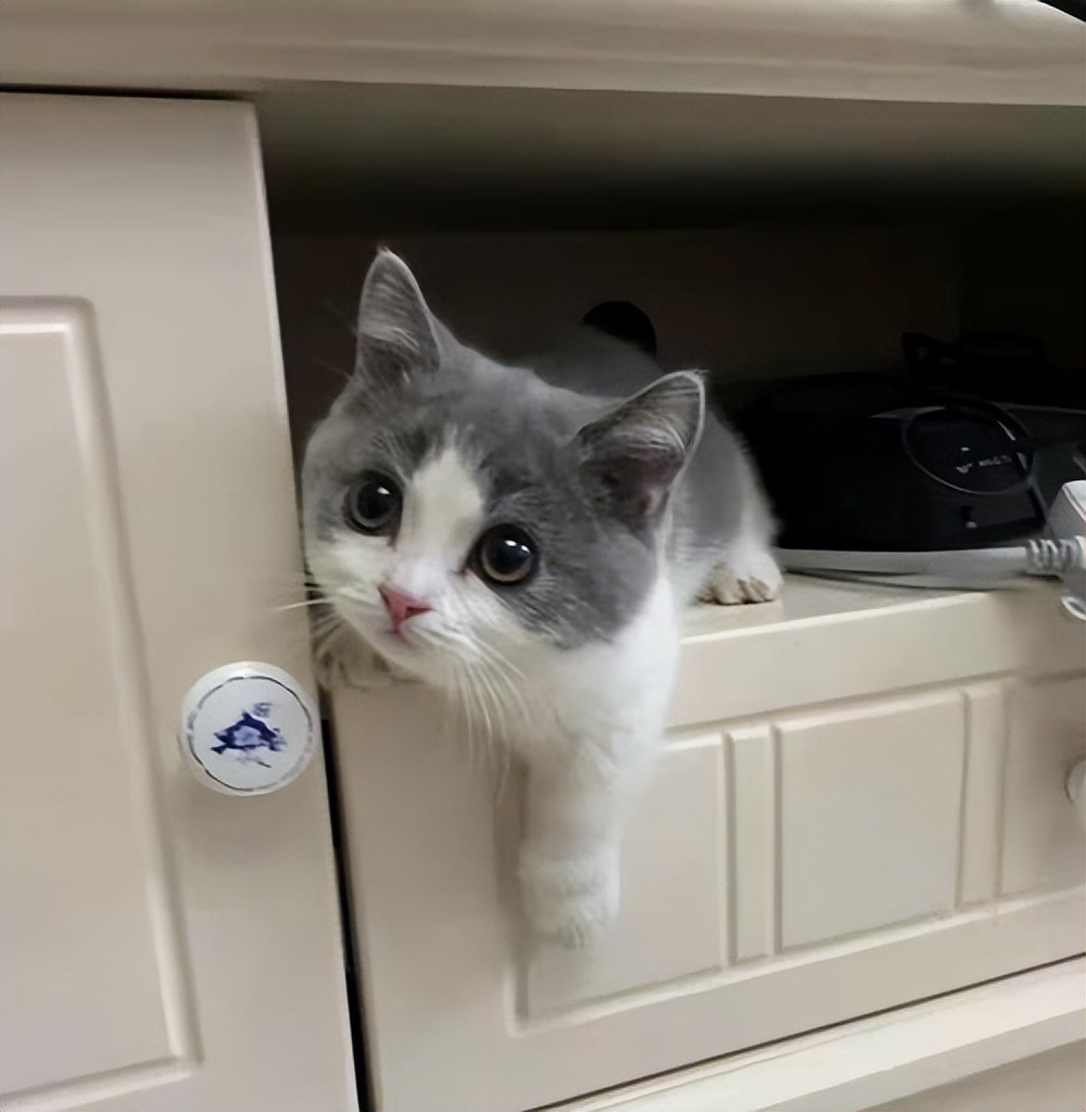 为什么说别养矮脚猫,矮脚猫的优缺点