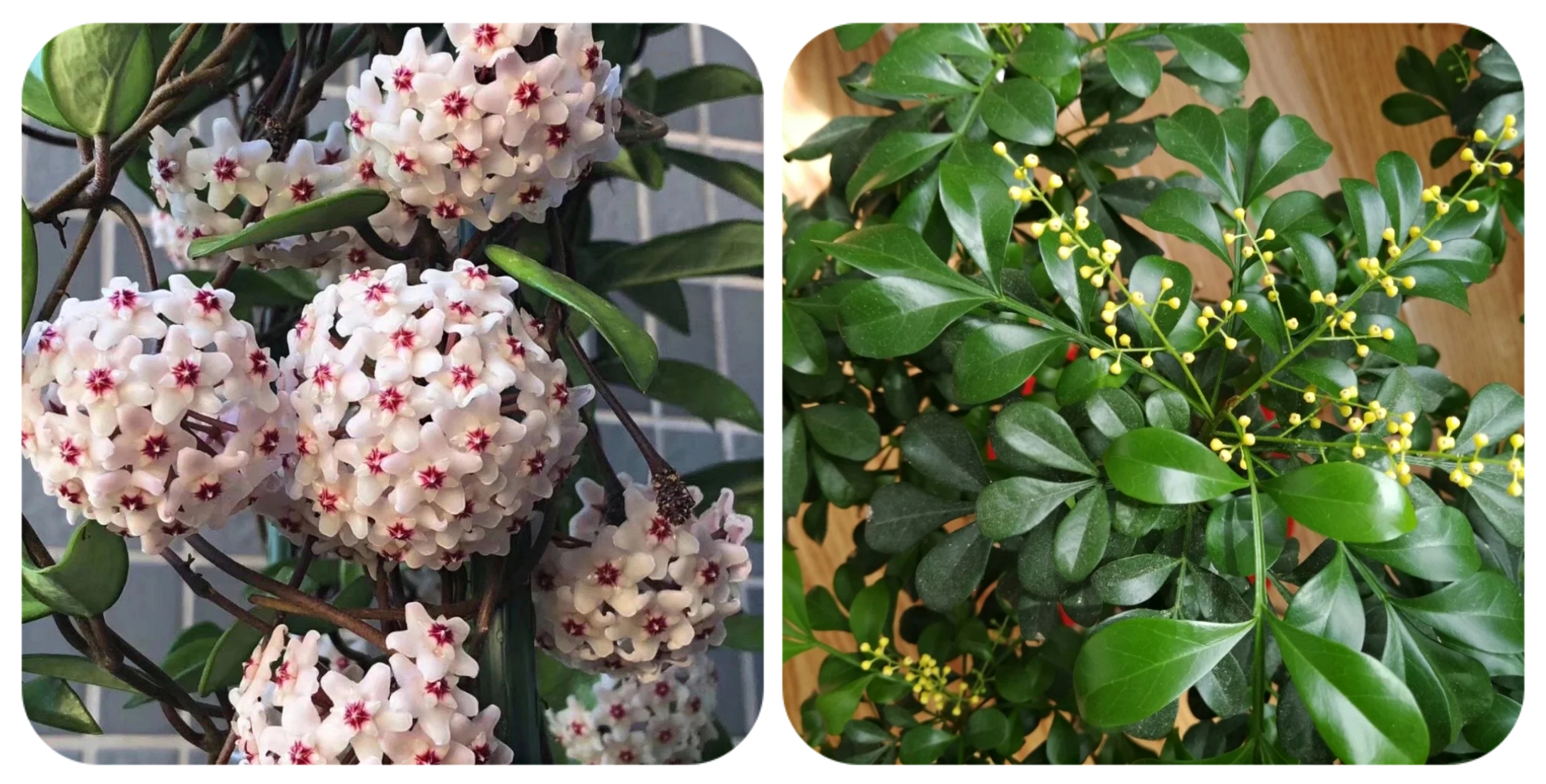 100种花能养在阳台上，50种开花的，40种绿植，10种蔬果