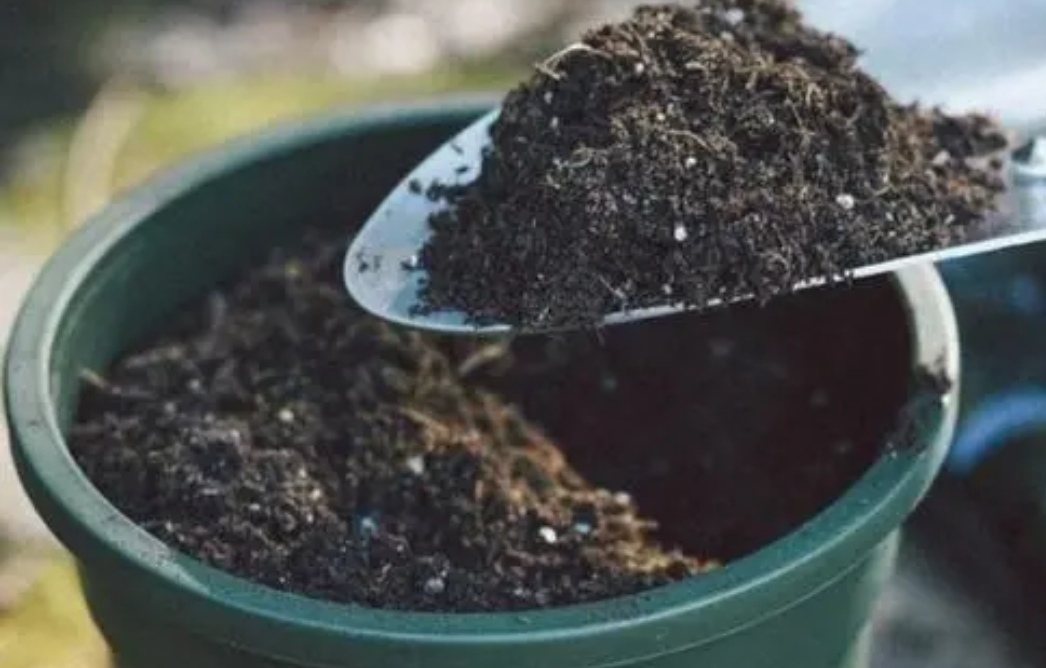 养花先“养根”，3个“小方法”，根系疯长，枝叶繁茂