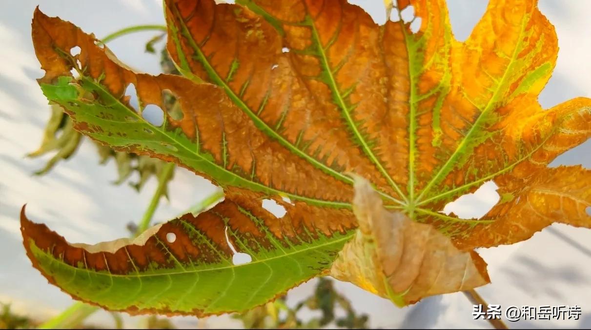 苏东坡的春夏秋冬诗句,春夏秋冬苏东坡