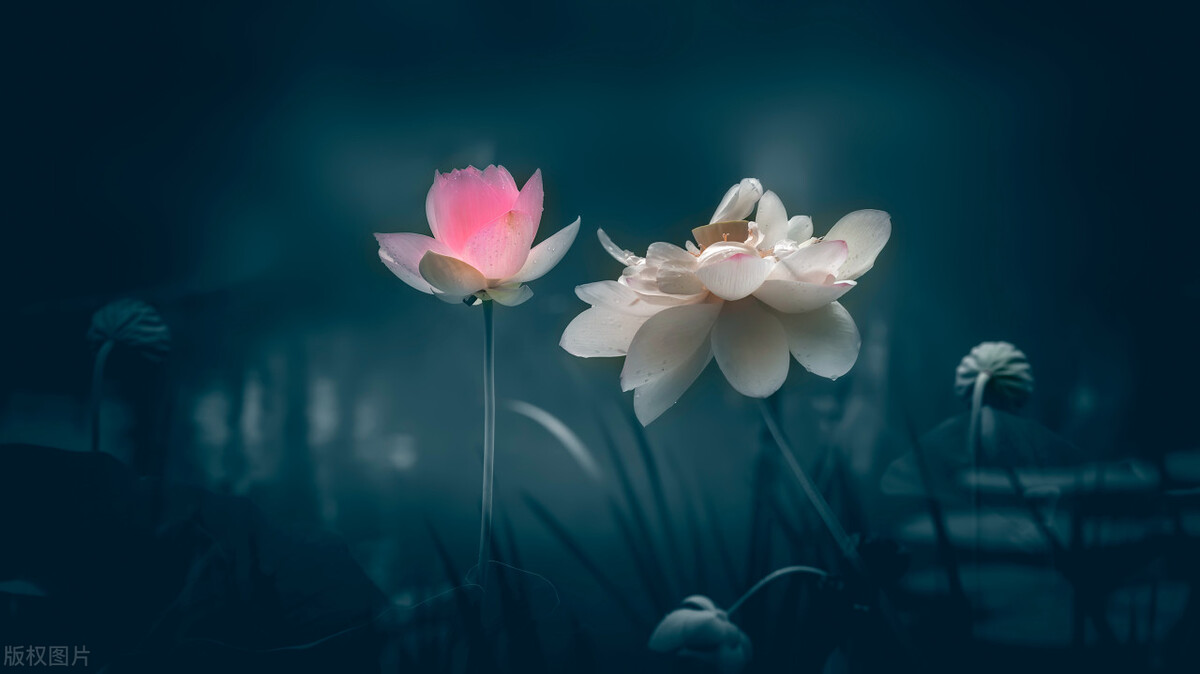 小学数学差异化教学课题研究总结,课题研究的中期报告怎么写