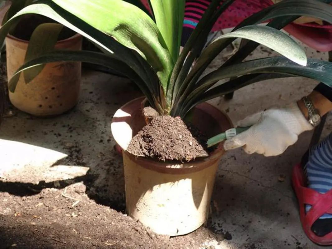 君子兰的叶片长得越来越短,君子兰叶子越来越窄怎么处理