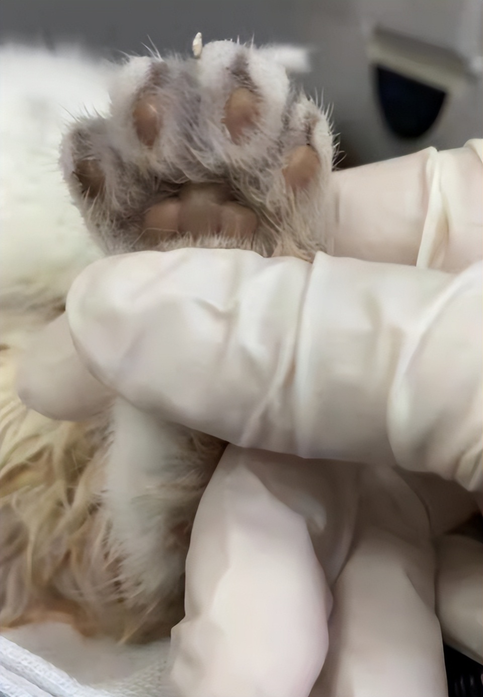 宠物医生，猫咪右手臂骨折，伤口化脓发炎怎么办？