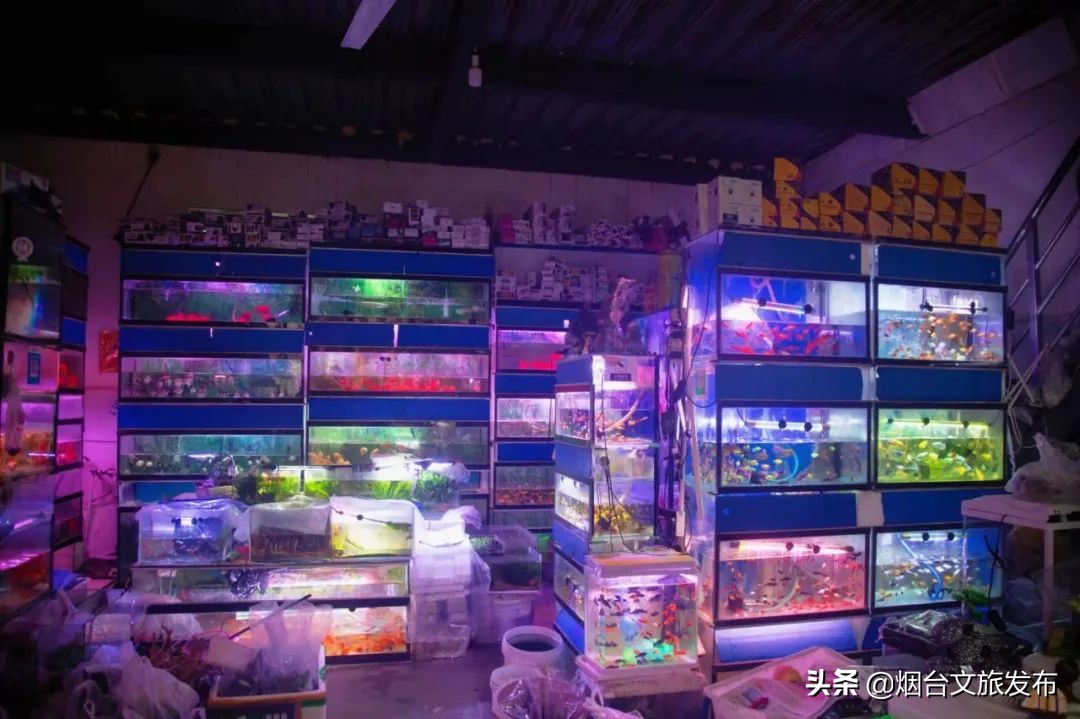 烟台祥和花鸟市场,烟台花鸟市场