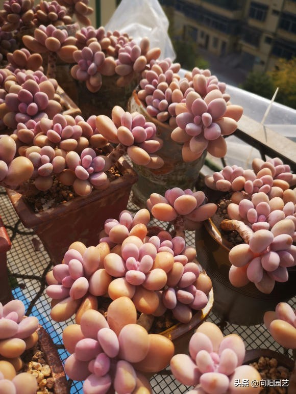 好养皮实的多肉品种推荐,新手小白养多肉哪个品种好养