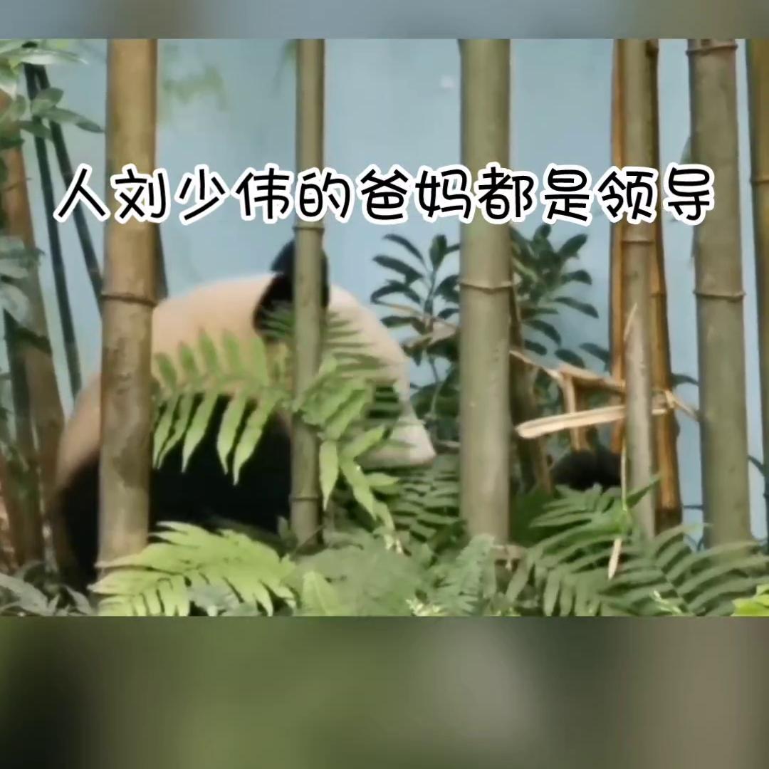 花花华晨宇,花花的世界