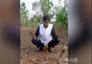 想舞三条眼镜蛇？印度一男子反被眼镜蛇咬伤，使用了多瓶血清救助